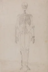 人体の構造と虎および家禽の構造の比較解剖学的解説：  人間の骨格、前面図（最終研究）