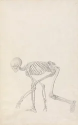 人体の構造と虎および家禽の構造の比較解剖学的説明：人体骨格側面図（クラウチング姿勢、未刊行テーブルのための完成習作）