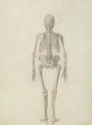 トラと一般的な鳥のそれと人体の構造の比較解剖学的説明：人間の骨格、後面図
