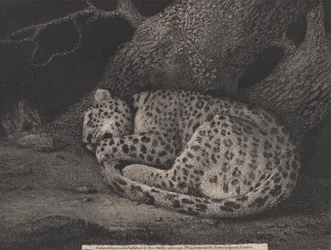 アーティスト、パブによって刻まれた眠っているヒョウ。 1791年（エッチング）