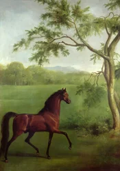 木の下のアラビアン・スタリオン」1761-63年頃（油彩・キャンバス