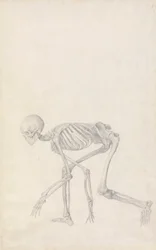 Human Skeleton, Lateral View (in Crouching Posture; finished study for an unpublished table)   1433806   ja       japanese Successfully Translated  Original: A Zuni Girl Translat: A Zuni Girl 1452087 ja japanese Successfully Translated Original: Spianata d