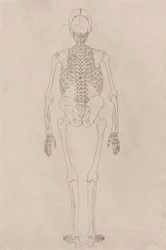 人間の骨格、後方図 (表 II に関連)