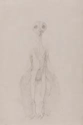 フクロウ, 地位, 前方の眺め