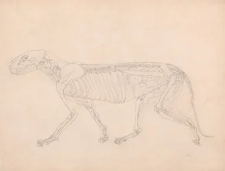 人体の構造の解剖学的解剖学的展示とトラと一般的な鶏の解剖学的展示とからの、タイガーの側面図、腹部内臓の露出に関する研究、c.1795-1806（グラファイト上の