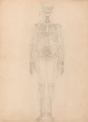 人間の体の構造の比較解剖学的説明と虎と普通の家禽の構造の比較による、人間の姿、前面図、表Iの図の研究、c.1795-1806（g