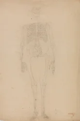 人間の体の構造の比較解剖学的展示からの人間の姿、前面の研究、虎と普通の家禽の構造の比較、c.1795-1806（紙上の黒鉛）