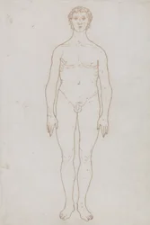 「人体の構造と虎や一般的な鳥の構造の比較解剖学的説明」からの人物像の研究、正面図、c.1795-1806（紙に赤いチョーク）