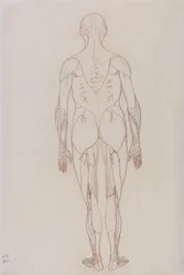 人間の体の構造の比較解剖学的博覧会からの人間の姿、背面図の研究、虎と一般的な家禽の構造の解剖学、c.1795-1806（カートリッジ紙に赤いチョーク）