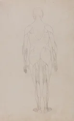人間の体の構造の比較解剖学的解説からの人間の姿、後部の眺めの研究、虎と一般的な家禽のそれとの比較、c.1795-1806（紙に黒鉛とインク）