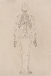 人間の体の構造の比較解剖学的展示からの人間の姿、背面図の研究、虎と一般的な家禽の構造の解剖学、c.1795-1806（カートリッジ紙にインク）