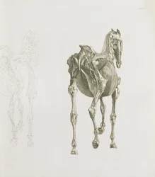 タブ。 XV、「馬の解剖学」から、1766
