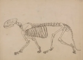 トラの骨格、横から見た図 (表 IV のキー フィギュアのスタディ)