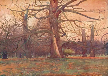 「オークの木の研究」、c1878 1903-1904