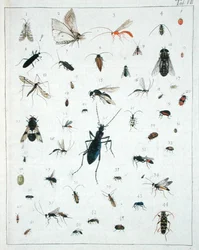 様々な昆虫、「Diarium Zoologicum」のプレートVII
