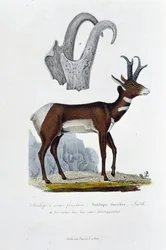 自然史板。スカンクアンテロープ；Furcifer Antelope, Smithを表す動物学的ボード。 a. 発育全体の角 - 博物学者Georges Louis Leclerc, Count of Buffon (1707 - 1788)の『ビュフォン全集』に掲載。エングレーヴィング f