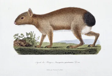博物図譜。博物学者ビュフォン伯爵ジョルジュ・ルイ・ルクレール（1707-1788）の『ビュフォン全集』に掲載されている「パタゴン・アグーチ（Dasyprocta patachonica）」を表現した動物図鑑。1837年のエングレーヴィング。
