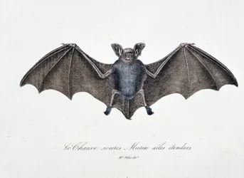 博物図譜。ビュフォン伯爵ジョルジュ・ルイ・ルクレール（1707-1788）の『ビュフォン全集』に掲載されている、翼を広げたコウモリ「ムリン」を表す動物学的板。1837年のエングレーヴィング。