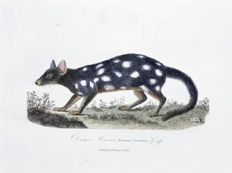 博物図譜。博物学者ビュフォン伯爵ジョルジュ・ルイ・ルクレール（1707-1788）の『ビュフォン全集』に掲載されているダシュール・ヴィベルリン（Dasyurus Viverrinus）の動物学的板。1837年のエングレーヴィング。