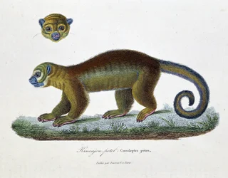 博物図譜。博物学者ビュフォン伯爵ジョルジュ・ルイ・ルクレール（1707-1788）の『ビュフォン全集』に掲載されているキンカジュー・ポト（Cercoleptes potos）の動物学的板。1837年のエングレーヴィング。
