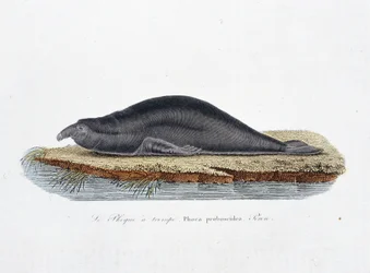 博物図譜。博物学者ビュフォン伯爵ジョルジュ・ルイ・ルクレール（1707〜1788）の『ビュフォン全集』に掲載されているアザラシ（Phoca proboscidea, Peron）を表現した動物学的板。1837年のエングレーヴィング。