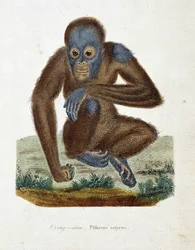 博物図譜。博物学者ビュフォン伯爵ジョルジュ・ルイ・ルクレール（1707-1788）の『ビュフォン全集』に掲載されたオランウータン（オラン・アウトラン、オラン・アウトラン、オラン・アウトラン）の動物図鑑。1837年に描かれたもの。