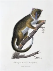 博物図譜。博物学者ビュフォン伯爵ジョルジュ・ルイ・ルクレール（1707〜1788）の「ビュフォンの著作」に掲載されている、クックのファランゲル（Phalangista Cookii）を描いた動物図鑑。1837年に描かれたもの。