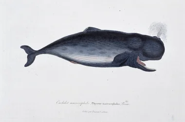 博物図譜。博物学者ビュフォン伯爵ジョルジュ・ルイ・ルクレール（1707-1788）の『ビュフォン著作集』に掲載されている、ボンのマッコウクジラ（Physeter macrocephalus）を描いた動物図鑑。1837年のエングレーヴィング。