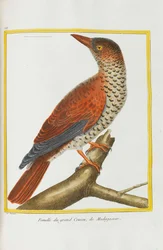 自然史。 鳥。 イルミネーションプレート、1782年。