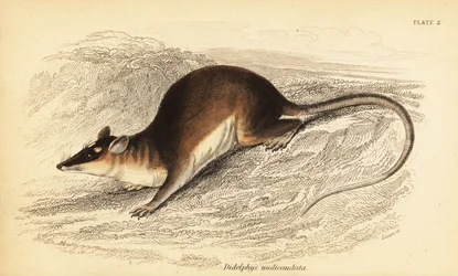 茶色の 4 つ目のオポッサム、Metachirus nudicaudatus。 、1841年（彫刻）