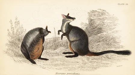 ブラシ尾岩ワラビー、ペトロガレ・ペニシラータ。 、1841年（彫刻）