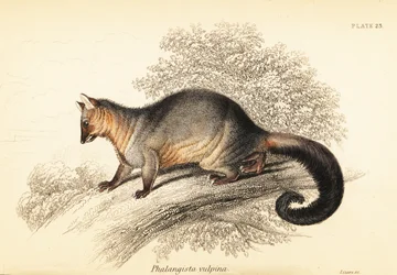 一般的なブラシテイル缶、Trichosurus vipecula。 、1841年（彫刻）