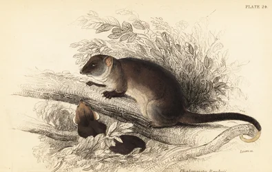 カワゲラ、Pseudocheirus peregrinus が見えます。 、1841年（彫刻）