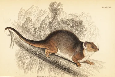 カワゲラ、Pseudocheirus peregrinus が見えます。 、1841年（彫刻）