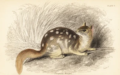 東部フクロネコ、Dasyurus アライグマ。 絶滅危惧種。 、1841年（彫刻）