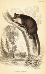 フェザーテイル グライダー、Acrobates pygmaeus。 、1841年（彫刻）