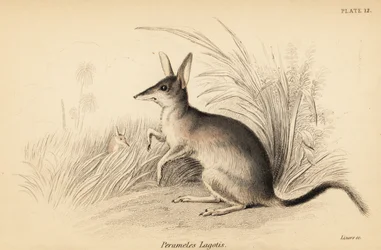 オオビルビー、マクロティス・ラゴティス。 絶滅危惧種。 、1841年（彫刻）