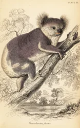 コアラ、Phascolarctos cinereus.、1841 年 (彫刻)