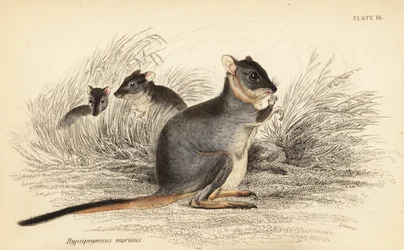 Long-footed potoroo、Potorous longipes。 傷つきやすい、1841 年 (彫刻)