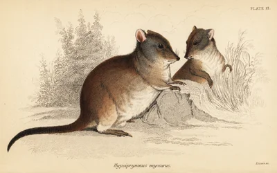 Long-nosed potoroo、Potorous tridactylus tridactylus.、1841 年 (彫刻)