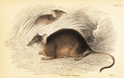 マルドまたは黄色い足のアンテキヌス、Antechinus flavipes。 、1841年（彫刻）