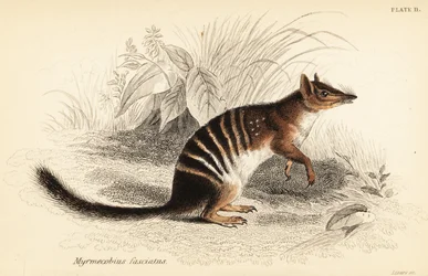 Numbat、Myrmecobius fasciatus。 絶滅危惧種。 、1841年（彫刻）