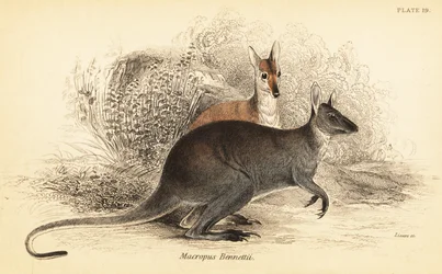 アカクビワラビー、マクロプス・ルフォグリセウス。 、1841年（彫刻）