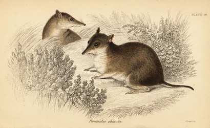 サザン ブラウン バンディクー、Isoodon obesulus。 絶滅危惧種。 、1841年（彫刻）