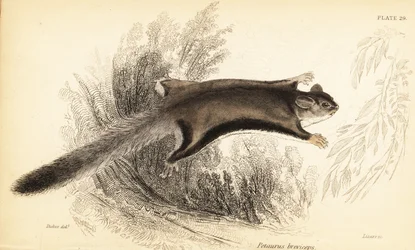 フクロモモンガ、Petaurus breviceps.、1841 年 (彫刻)