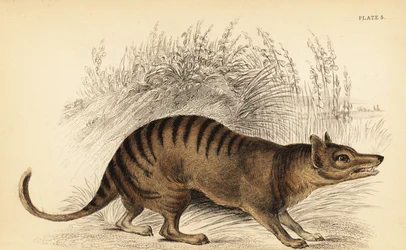 タスマニアタイガー、Thylacinus cynocephalus。 絶滅。 、1841年（彫刻）