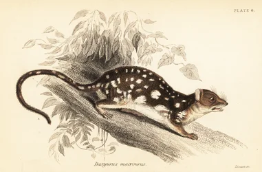 虎フクロネコ、Dasyurus maculatus、1841 年 (彫刻)