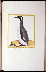 フォークランド諸島のペンギン、「ヒストワールナチュレルデオワゾー」、1770〜86年