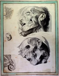 剥ぎ取られた人間の頭部：筋肉や骨格が見える。Govert Bidloo (or Govard) (1649-1713)の『Anatomia Humani Corporis』をGerard de Lairesse (1640-1711)が描いたエングレーヴィング 18世紀 パリの医学部付属図書館蔵