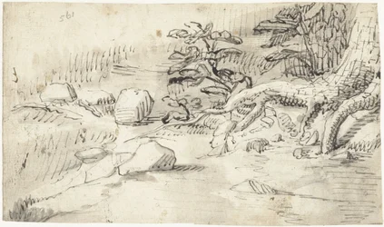 小川近くの木の根の研究